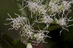 White snakeroot